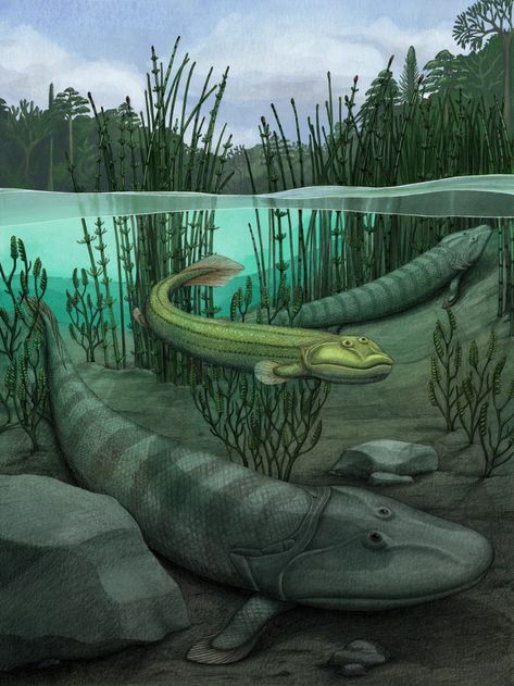 This fish evolved to walk on land — then said 'nope' and went back to the water : NPR Ancient Fish, Giant Fish, Fish Fossil, Prehistoric World, Paleo Art, The University Of Chicago, Prehistoric Animals, Coven, Science And Nature