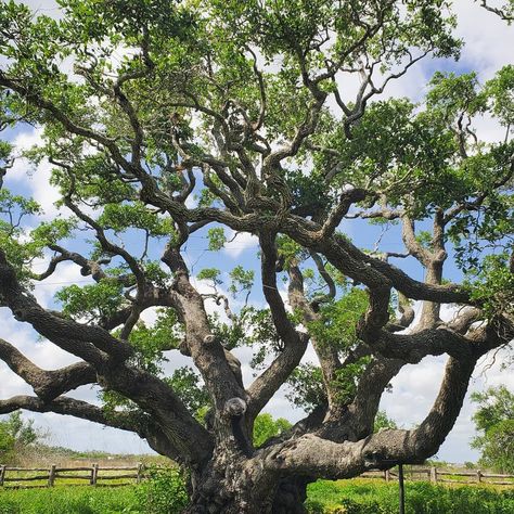 The Big Tree. One of the oldest live oak trees in Texas Big Oak Tree, Live Oak Trees, 1000 Years, Old Tree, Oak Trees, Live Oak, Big Tree, Texas Travel, Oak Tree