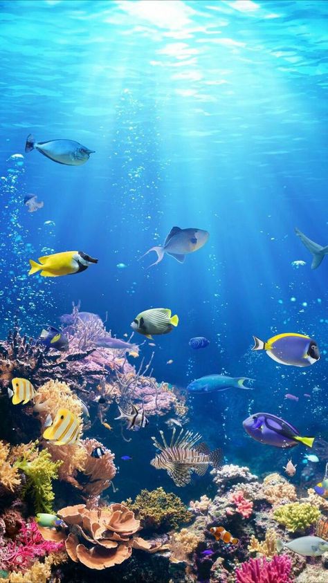 High Definition Picture For your SmartPhone #Smartphone #HDPictures #IPhone #Samsung #Background #Wallpaper #Ocean #Sea #fish Sea Wallpaper Iphone, Iphone Wallpaper Underwater, Ocean Wallpaper Iphone, Under The Sea Wallpaper, Fish Wallpaper Iphone, The Sea Wallpaper, Sea Life Wallpaper, Strand Wallpaper, Life Underwater