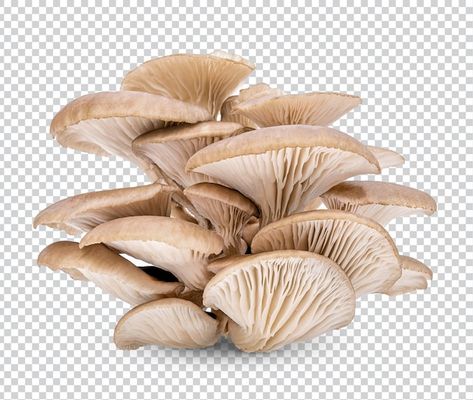 Oyster mushroom isolated premium psd | Premium Psd #Freepik #psd #shiitake #fresh-food #health-food #nutrition Background Food, Oyster Mushroom, Oyster Mushrooms, Psd Background, Food Nutrition, Fresh Food, Health Food, Stuffed Mushrooms, Nutrition