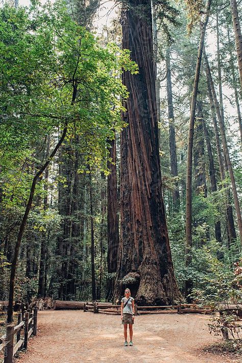 Hiking woman standing in front of a giant redwood tree #reedwoods #california #travel #trail #stocksy Mv Ideas, Principle Of Design, Human Scale, The Redwoods, Redwood Tree, Nature Pics, Principles Of Design, Body Poses, Hiking Women