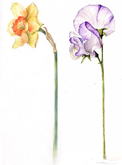 Daffodil and Sweet Pea Watercolor Tattoo idea Sweet Pea And Daffodil Tattoo, Daffodil And Sweet Pea Tattoo, Daffodil Tattoo Watercolor, Daffodil Tattoo Color, Sweet Pea Watercolor, Pea Tattoo, Chris Tattoo, Sweet Pea Tattoo, Tattoo Sister