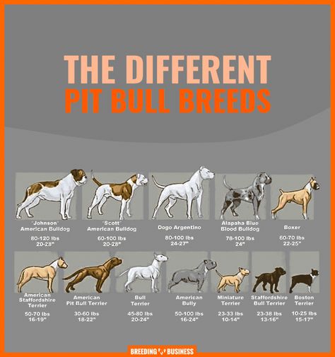 AN OVERVIEW OF THE DIFFERENT TYPES OF PITBULL DOGS. Pitbull Bloodlines, Bully Terrier, Pitbull Types, American Bully Pitbull, Pitbull Dog Breed, Bully Pitbull, Pitbull Dogs, Bully Breeds Dogs, American Pitbull