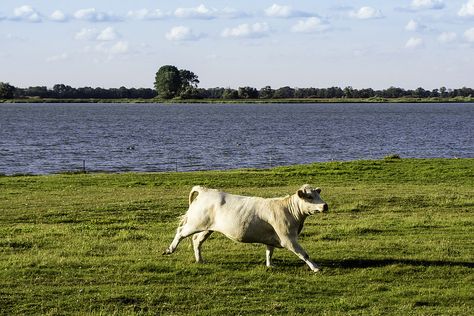 Cow, running Cow Running, Running Drawing, Eadweard Muybridge, Cow Drawing, Animal Action, Cowboy Girl, Public Art, Pictures To Draw, Farm Animals