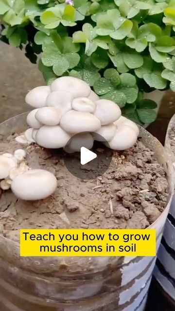 Home Gardening on Instagram: "Good tips for growing mushrooms with plastic bottles #garden #gardening #plants #planting #planthacks #gardenhacks #gardeningmakemehappy #gardeningtips #gardeningideas #gardeninspiration #gardenlove" Mushroom Planting, Plant Hacks, Gardening Plants, Home Gardening, Garden Inspiration, Plastic Bottles, Gardening Tips, Planting, Soil