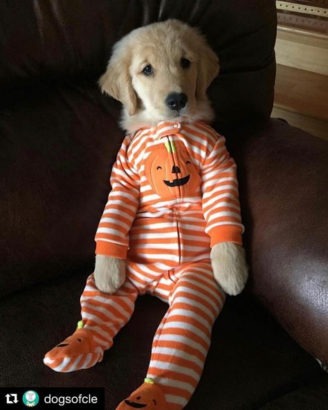 cleveland.com | OMG how cute is this golden retriever puppy?!?! Looks like someone is ready for Halloween 👻🎃😻 Her name is Tequila and she lives in… | Instagram Golden Retriever Halloween Costume, Golden Retriever Costume, Puppy Halloween Costumes, Golden Retriever Halloween, Puppy Cute, Pet Halloween Costumes, Like Someone, Ready For Halloween, Dog Halloween Costumes