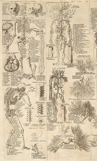 Old Anatomy Book, Vintage Anatomy Prints, Medical Diagrams, Biological Illustration, Stary Papier, Dnd Campaign, Istoria Artei, Medical Wallpaper, Human Anatomy Art