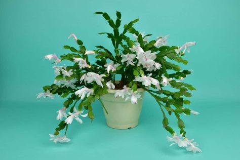 Blooming chritsmas cactus with a white flwoers on a blue background. Christmas Plant, Christmas Cactus Care, Christmas Cactus Plant, Easter Cactus, Thanksgiving Cactus, Holiday Cactus, Chinese Money Plant, Christmas Cactus, Cactus Plant