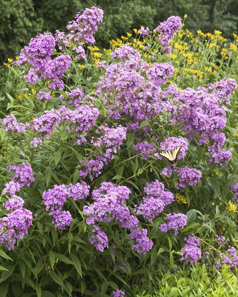 Phlox Paniculata Jeana, Phlox Jeana, Phlox Paniculata, Gardeners World, Sunny Garden, Lake Garden, Diy Garden Fountains, Shade Flowers, Plants Growing