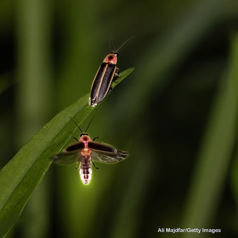 Imagine a perfect summer evening. Dewy grass tickling your bare feet. Stars twinkling overhead. And flashing fireflies everywhere! If fireflies live near you, here are some fun ideas for appreciating your flashy friends: https://rangerrick.org/nature/make-friends-with-fireflies/ (link in bio) #FirstDayofSummer #Summer #SummerFun #SummerOutdoors #Firefly #Fireflies #LightningBugs #LightningBug #Beetles #Nature #wildlife #wildlifephotography #wildlifephoto #SummerNight #SummerNights Bug Fairy, Ranger Rick Magazine, Firefly Photography, Interesting Insects, Lightning Bug, Beetle Insect, First Day Of Summer, Wildlife Photos, Nature Wildlife