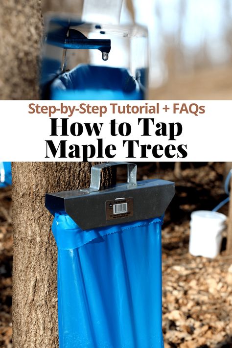 How to Tap Maple Trees is a simple tutorial answering all of your sap questions! Learn when to tap your maple trees, how to tap and how to store your sap. Simple, step-by-step instructions and photos make it easy to learn! #tappingmapletrees #howtotapmapletrees #makingmaplesyrup #howtomakemaplesyrup Tap Maple Tree, Maple Tree Tapping, Maple Syrup Taps, Maple Tapping, Tapping Maple Trees, Food Grade Buckets, Tree Sap, Red Maple, Sugar Maple