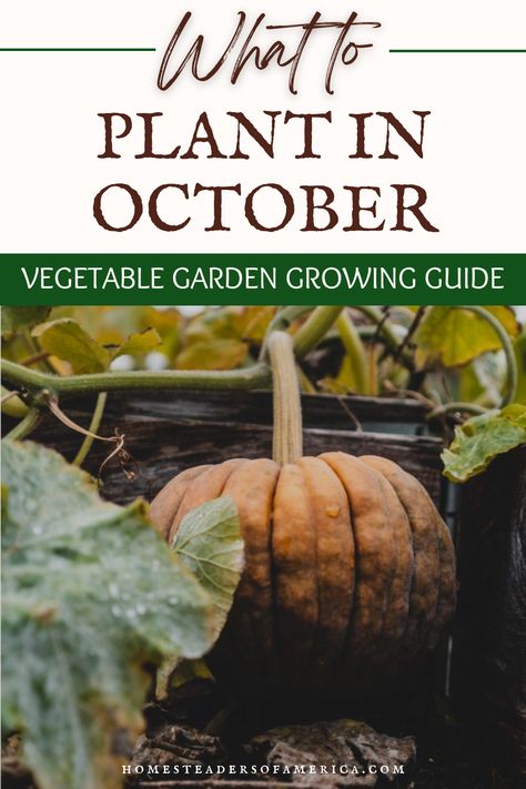 Make sure you start your garden on time! Learn what to plant in October with Homesteaders of America Vegetable Garden Growing Guides! Seeds To Plant In October, Planting In October, What To Plant In October, Fall Garden Planting, Utah Food, Garlic Seeds, Garden Growing, Garden Inspo, Fall Garden Vegetables