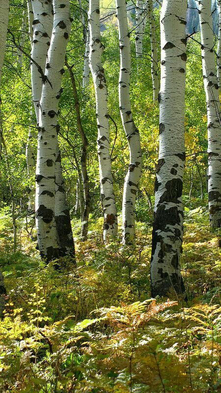 자작나무 그림, Alpine Loop, White Birch Trees, Birch Tree Art, Aspen Trees, Tree Photography, 수채화 그림, Birch Trees, White Birch