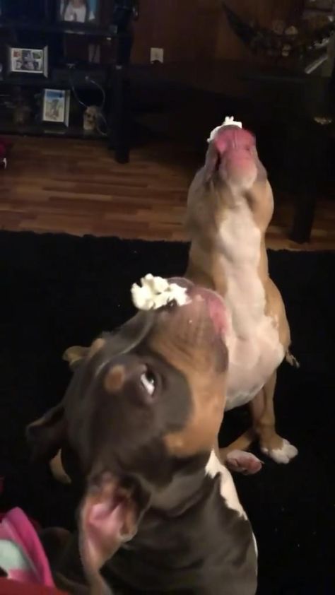 Funny Dog #dog #funny #pitbull #pitbullsofinstagram #dogsofinstagram #doglover #dogoftheday Pitbull Dog Video, Cute Pitbull Puppies, Cute Pitbulls, Funny Pitbull, Funny Puppies, Animal Funnies, Cute Dogs Images, Cuddly Animals, Pit Bull Love