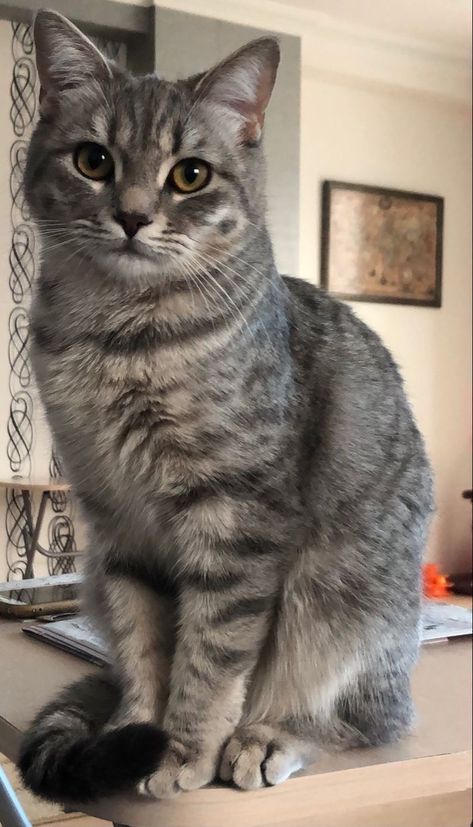 Tabby Cat Grey, Cat Demon, Silver Tabby Cat, Ninja Cats, Söt Katt, Grey Cat, Orange Tabby Cats, Cat Pose, Kittens And Puppies