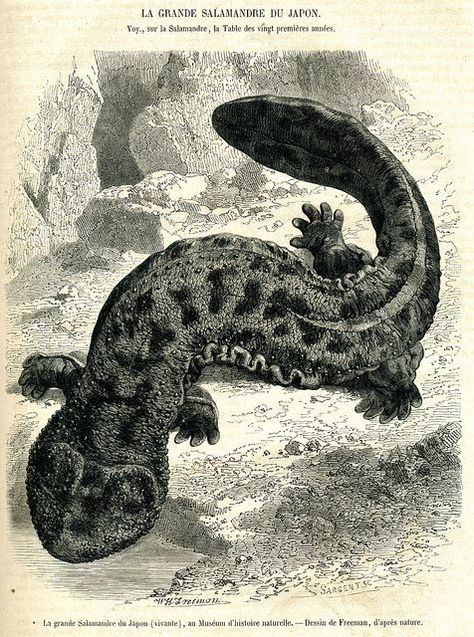 Andrias japonicus Japanese Giant Salamander, Japanese Salamander, Amphibians Activities, Giant Salamander, Drawing Birds, Japanese Things, Nature Illustrations, Wild Art, Minds Eye