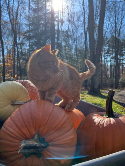 Cats In Fall, Fall Aesthetic Pictures, Fall Cat, Fall Cats, Fall Mood Board, Autumn Magic, Fall Mood, Cozy Season, Autumn Scenery