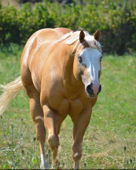 Cavalo Palomino, Horse Images, Beautiful Horses Photography, Palomino Horse, Horse Anatomy, Horse Coats, Most Beautiful Horses, Horse Face, Horse Photos