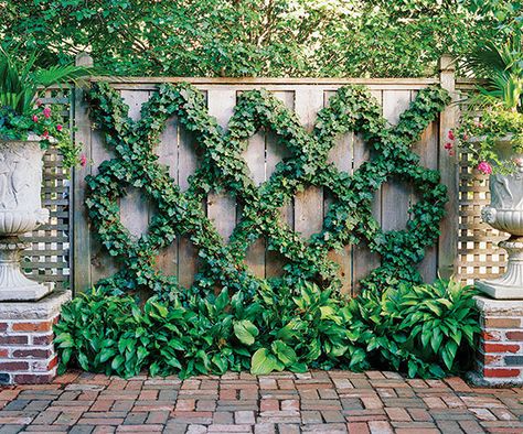 Don't just put up a fence and leave it at that. Grow something over the structure to add color and dimension. Here, English ivy trained in a diamond espalier pattern turns a plain screen into a piece of living art. Wire Trellis, Wall Trellis, Narrow Garden, Backyard Sanctuary, Ivy Wall, Cross Road, Plants Growing, Garden Vines, English Ivy