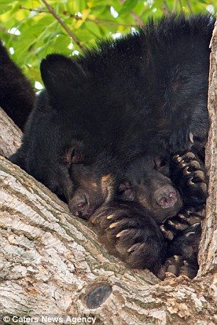 The mother and her three cubs enjoying their afternoon doze Mother Bear, Mother Bears, Black Bears, Cat Cuddle, Baby Black, Sleepy Time, Tiny Kitten, Baby Animals Funny, Bear Wallpaper