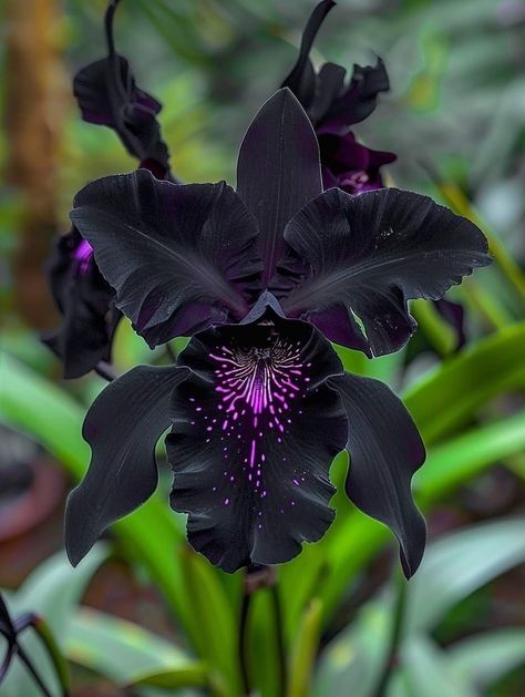 Black Orchid Aesthetic, Black Iris Flower, Black Orchid Flower, Iris Flowers Garden, Dark Plant, Goth Garden, Dark Orchid, Rare Orchids, Gothic Garden