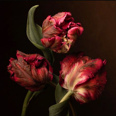 Artfully Walls, Parrot Tulips, Tulips Garden, Dark Flowers, Nothing But Flowers, Flower Therapy, Photography Prints Art, Still Life Painting, Still Life Photography