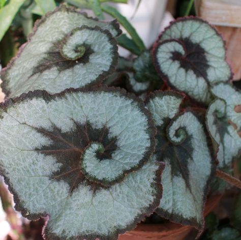 Begonia Rex Cultorum Hybrids Begonia Care, Rex Begonia, Plant Benefits, Neem Oil, Small Leaf, House Plants Indoor, Plant Food, Potting Soil, Ground Cover