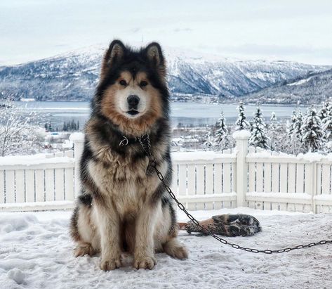 Alaskan Malamute Dog, Alaskan Malamute Aesthetic, Giant Malamute, Alaskan Malamute Puppy, Giant Alaskan Malamute, Dogs For Kids, Best Dogs For Kids, Alaskan Dog, Malamute Puppy