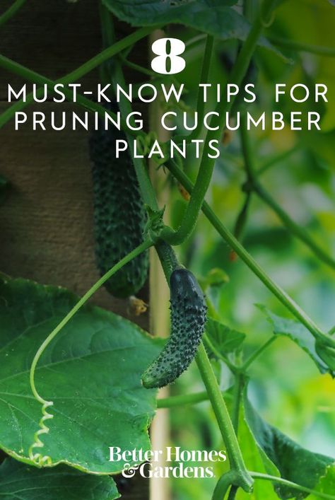 Pruning cucumber plants can help you grow a bigger harvest and keep diseases under control. Here's what you need to know to prune cucumber vines properly. #gardenideas #gardening #bhg Grow Cucumbers Vertically, Zucchini Growing, Growing Cucumbers Vertically, How To Grow Cucumbers, Vertical Growing, Rose Pruning, Grow Cucumbers, Cucumber Gardening, Potato Gardening