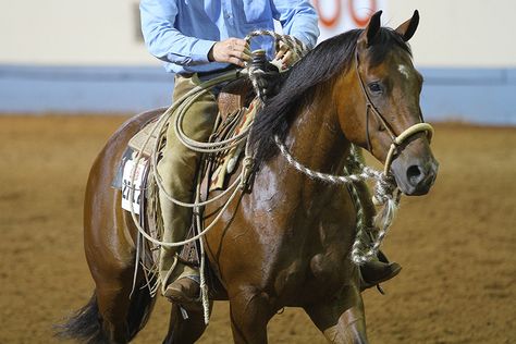 How to Use a Hackamore - AQHA Horse Schooling, Bosal Hackamore, Horse Training Ground Work, Bridle Bits, Charles Marion Russell, Tack For Horses, Western Horse Riding, Horse Senior Pictures, Working Cow Horse