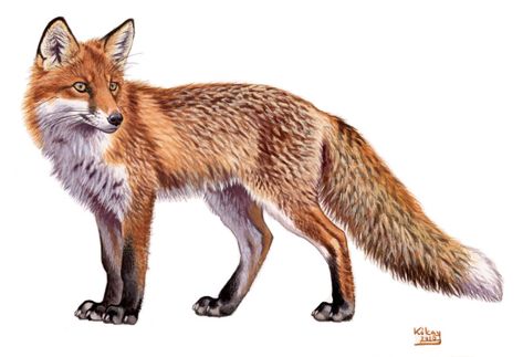 Vulpes Vulpes, Fox Illustration, Pet Fox, Fox Art, Red Fox, Animal Illustration, Natural History, Fox, History