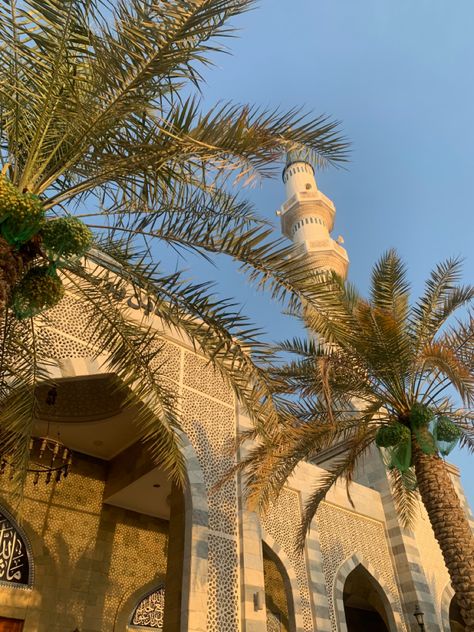 palm trees beige sky Tree Of Life Bahrain, Arab Country Aesthetic, Gulf Aesthetic, F1 Influencer, Bahrain Aesthetic, Aesthetic Mosque, Palm Trees Aesthetic, F1 Circuits, Arabic Architecture