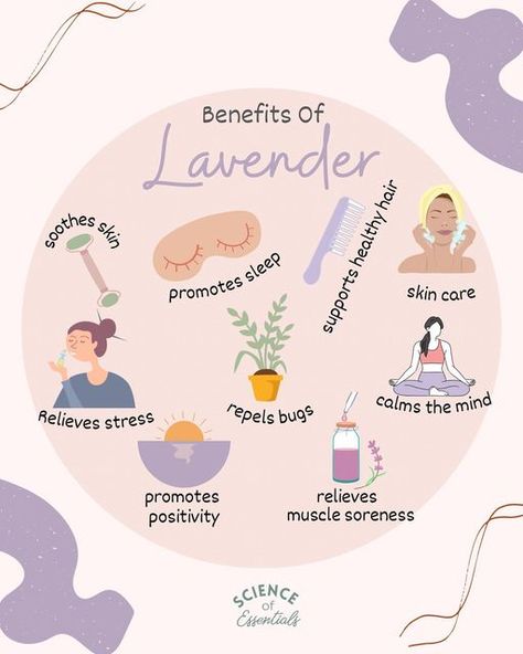 Lavender Essential Oil Benefits, Lavender Oil Benefits, Benefits Of Lavender, Soothe Sunburn, Essential Oil Education, Lavender Benefits, Motion Sickness, Essential Oil Benefits, Herbal Healing