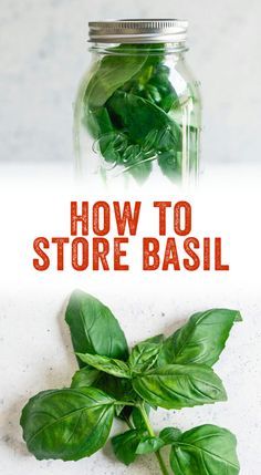 Store Fresh Basil, Storing Fresh Basil, Storing Basil, Preserve Fresh Herbs, Store Fresh Herbs, Harvesting Basil, Herb Storage, Preserving Herbs, Growing Basil