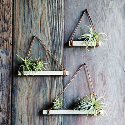 Tillandsia trapezes for easy outdoor decorating #airplants Air Plants Diy, Plant Display Ideas, Air Plants Decor, Air Plant Display, Support Plante, Plant Hangers, Air Plant Holder, Deco Floral, Succulents Diy