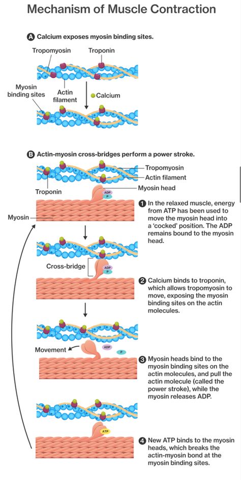 muscle contraction Cross Bridge Cycle, Muscle Contraction Model, Skeletal Muscle Contraction, Mechanism Of Muscle Contraction, Muscle Contraction Notes, Sarcomere Diagram, Muscle Contraction Steps, Actin Myosin, The Muscular System