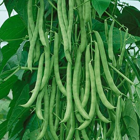 Why Pole Beans Belong In Your Garden Bean Plant, Bush Beans, Pole Beans, Bean Seeds, Heirloom Vegetables, Planting Seeds, Hot Weather, Garden Seeds, Organic Gardening