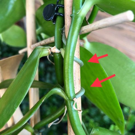 Vanilla Bean Plant Indoors, Vanilla Orchid Plant How To Grow, Vanilla Bean Orchid, Vanilla Orchid Trellis, Vanilla Orchid Plant, Grow Vanilla, Grow Vanilla Beans, Garden Bushes, Orchid Soil