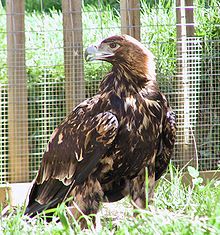 Spanish imperial eagle - Wikipedia Types Of Eagles, Wedge Tailed Eagle, Aigle Royal, Hawk Eagle, Imperial Eagle, List Of Birds, American Bald Eagle, Golden Eagle, Nature Birds