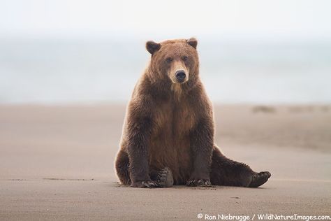 Cute Bear Sitting Drawing, Bear Sitting Down, Grizzly Bear Sitting, Grizzly Bear Photography, Bears Sitting, Alaska Summer, Sitting Bear, Bear Photography, Bear Sitting