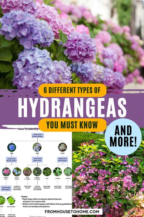 Hydrangeas are a classic perennial favorite, but do you know what type of hydrangea you have? Use these simple tips to identify which Hydrangea type is your garden's pride and joy Hydrangea Shade, Hardy Hydrangea, Mophead Hydrangea, French Hydrangea, Hydrangea Petiolaris, Hydrangea Serrata, Hydrangea Landscaping, Big Leaf Hydrangea, Types Of Hydrangeas