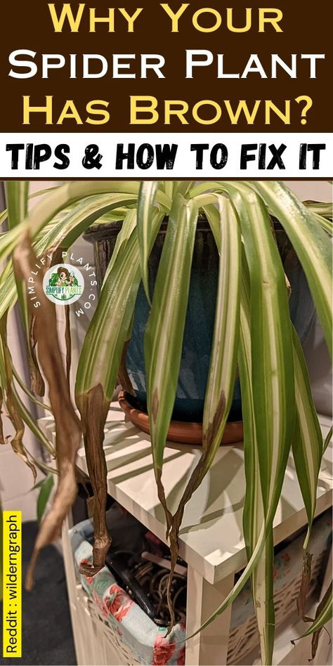 "Discover why your spider plant has brown tips and learn effective solutions  in our comprehensive guide. From understanding common issues like brown  leaves to mastering spider plant care, we cover everything you need to  revive your indoor plant. Explore tips on spider plant propagation and  nurturing healthy spider plant babies. Say goodbye to plant leaves turning  brown with our expert advice! Perfect for every indoor plant enthusiast.  #BrownTips #SpiderPlantCare Indoor Spider Plant, Spider Plant Brown Tips, Spider Plants Care, Spider Plants Indoor, Spider Plant Decor, Spider Plant Care Indoor, Propagating Spider Plants, Curly Spider Plant, Spider Plant Propagation