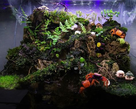 Vampire Crab Paludarium, Crab Paludarium, Vampire Crab, Terrarium Ideas, Vivarium, Aquariums, Scales, Terrarium, Crab