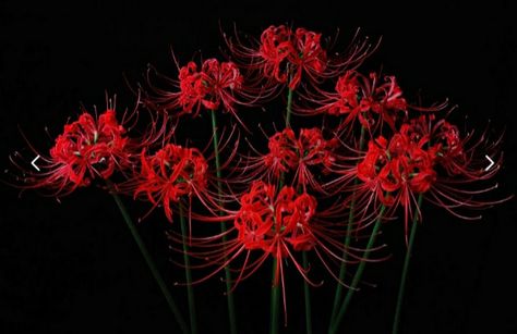 Shizuka Photo, Tokyo Ghoul Flower, Light Perspective, Spider Lilies, Flower Still Life, Lily Wallpaper, Red Spider Lily, Tokyo Ghoul Wallpapers, Red Lily