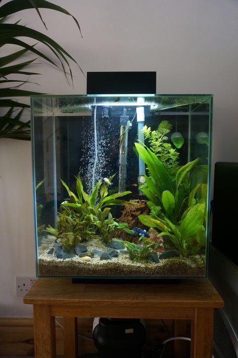 Pretty tank. Betta Aquascape, Fish Tank Themes, Fish Tank Terrarium, Taman Air, Cool Fish Tanks, Fish Tank Design, Betta Aquarium, Tropical Fish Aquarium, Betta Fish Care