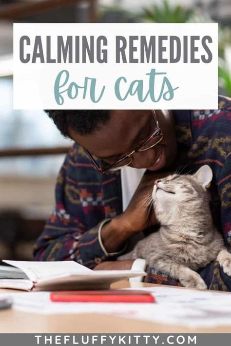 Cat Remedies, Fluffy Kitty, Cat Medicine, Holistic Pet Care, Cat Entertainment, Cat In Heat, Cat Parents, Calming Cat, Cat Health Care