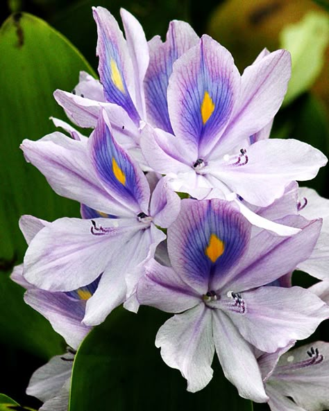 Water Hycanith, Hycanith Flower, Water Hyacinth Flower, Ground Orchids, Floral Sleeves, Peacock Tail, Floating Plants, Water Hyacinth, Succulent Terrarium