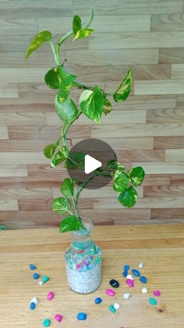 Pothos Plant Climbing Ideas, Money Plant Decor Ideas, Pothos Climbing Ideas, Pothos Plant Decor, Golden Pothos, Money Plant, Glass Flower Vases, Pothos Plant, Wire Crafts