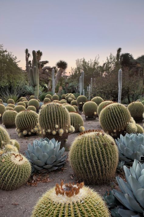 Golden barrel cactus (Echinocactus grusonii), age 100, flourishes in the desert garden at sunset at the Huntington Botanical Gardens in San Marino, California. See more at Required Reading: Lessons from the Great Gardeners. Landscaping Woods, San Marino California, Cactus Garden Landscaping, Golden Barrel Cactus, Succulent Landscape Design, Succulent Landscaping, Desert Botanical Garden, Dry Garden, Desert Landscapes