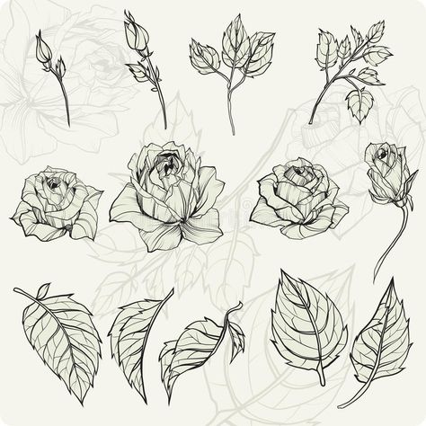 Rose Buds Drawing, Rosebud Drawing, Rose Bud Drawing, Rose Bud Tattoo, Rose Vine Tattoos, Flower Drawing Tutorials, Nature Sketch, Vine Tattoos, Drawing Examples